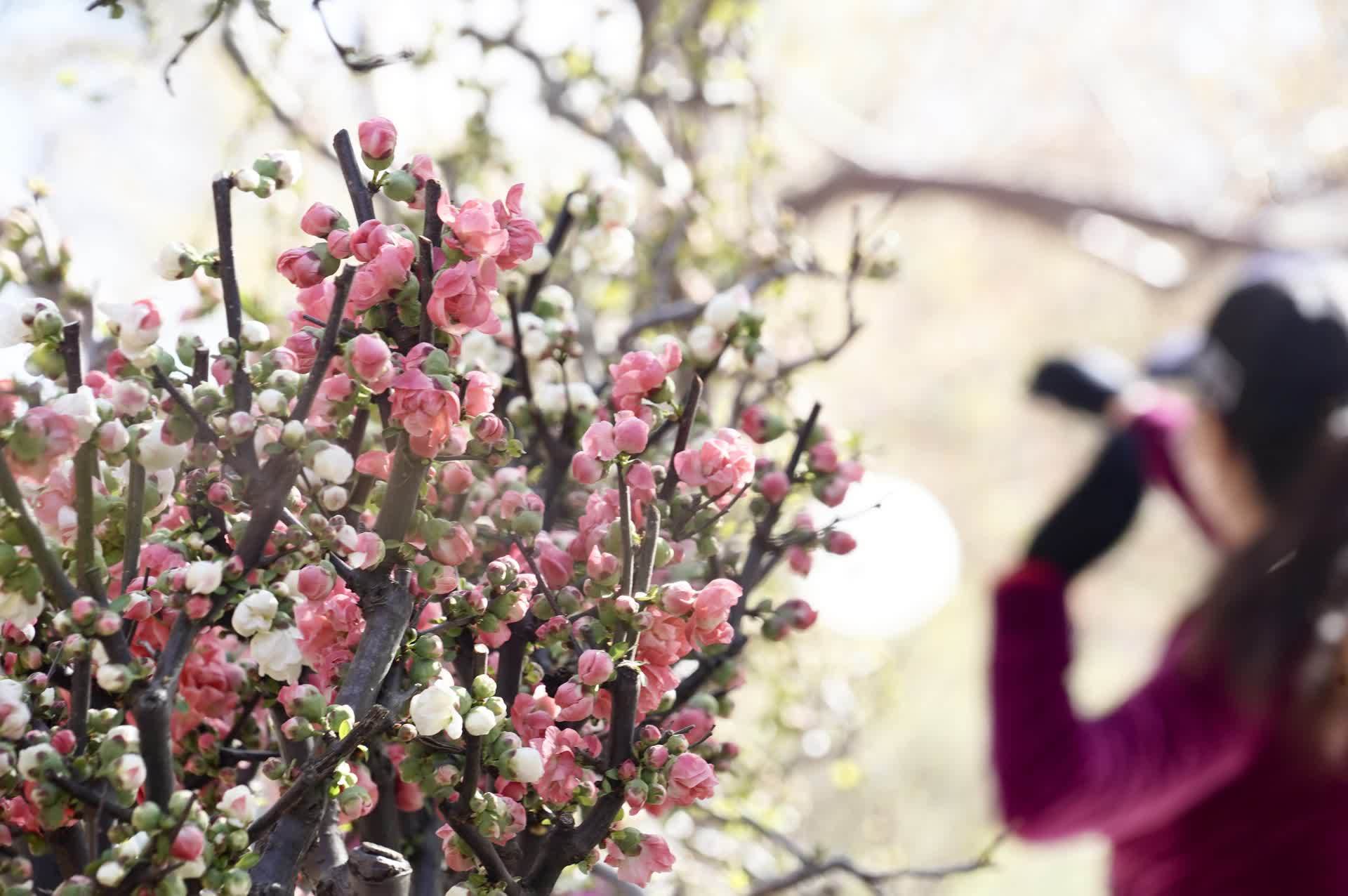 悦海棠之花语"便映入眼帘,一组组精品海棠盆景在造型花柱的点缀下