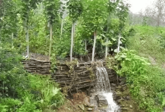 ③插柳谷坊(柳桩编篱谷坊)根据是否使用砂浆分为干砌和浆砌石谷坊.