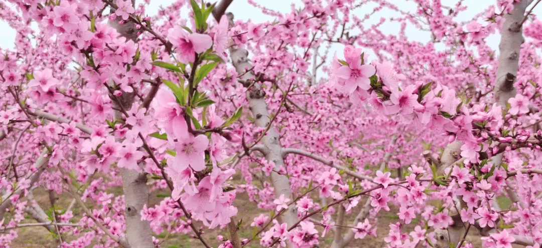 粉海超出片郑州北黄河滩万亩桃花盛开现场图