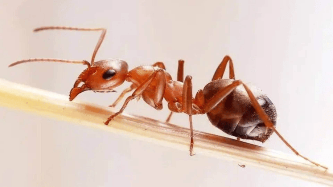 可致命!见到这种小土堆,要远离_蚂蚁_小男孩_处理