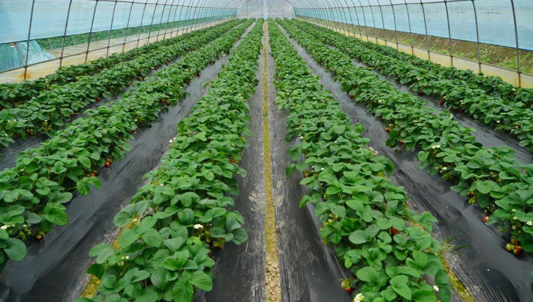 花季之旅阅尽犍为春色