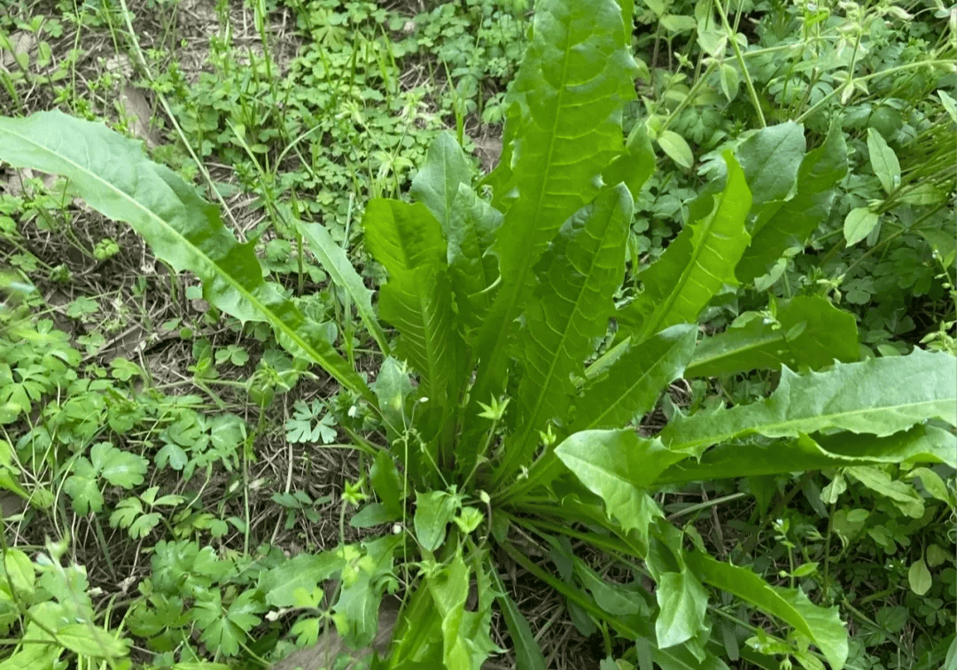 蒲公英是春季野菜王