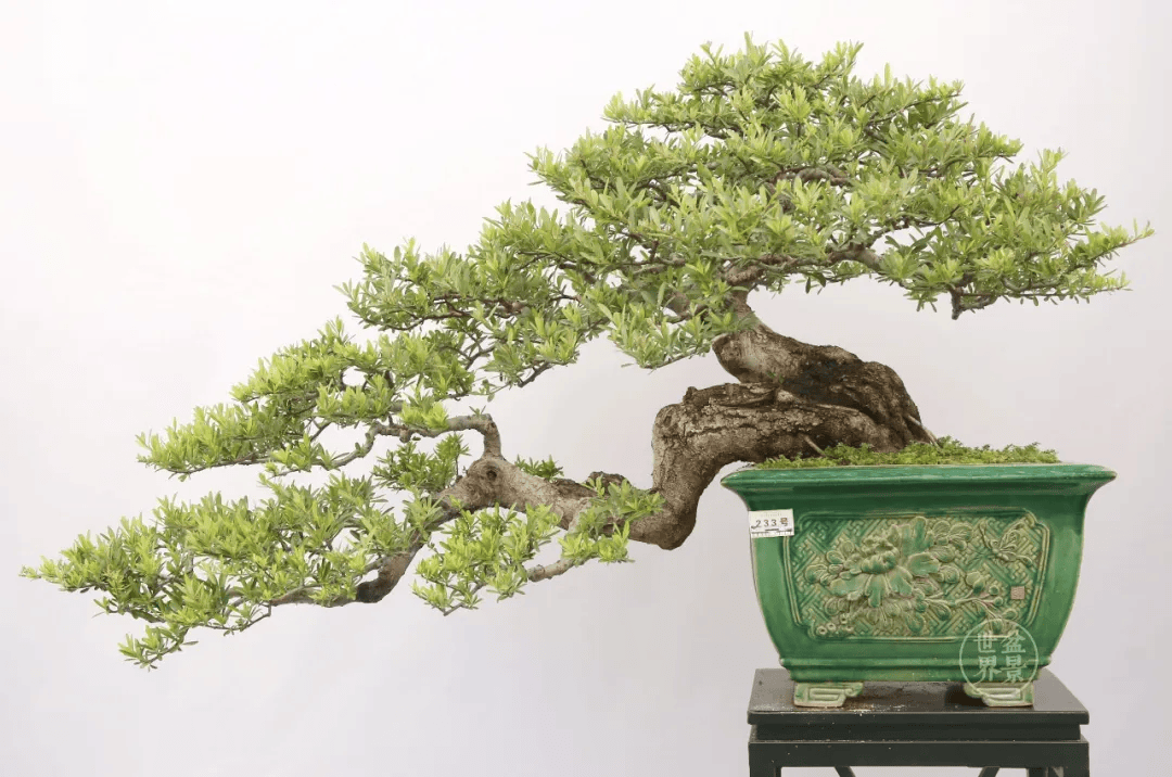 水影横斜_作品_cm_盆景