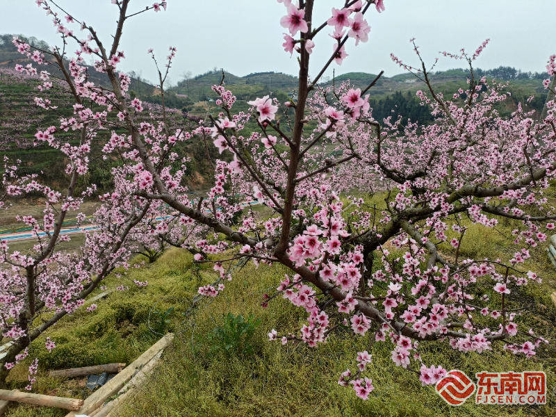 甜美古田迎来桃花节 万亩花海邀您共享春意