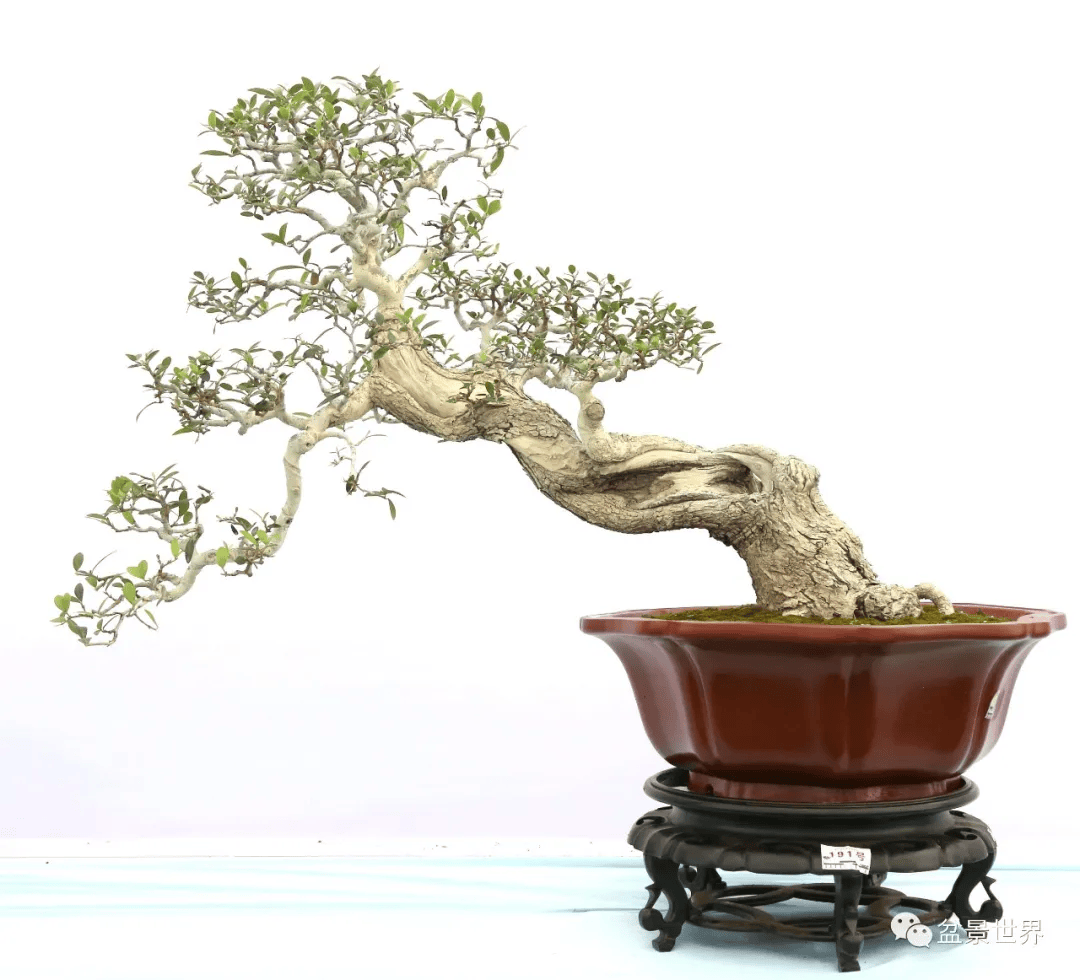 水影横斜_作品_cm_盆景