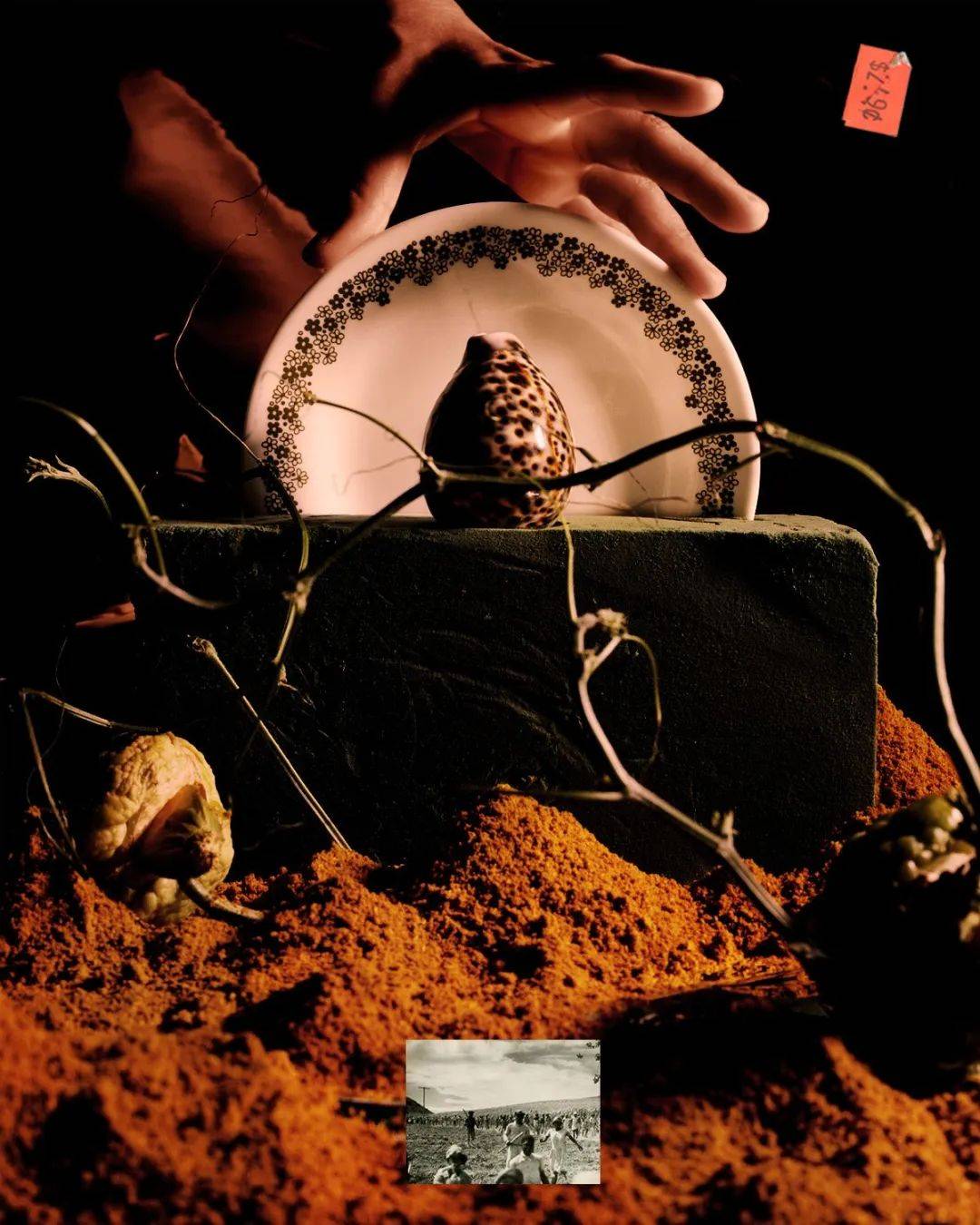 植物里的故乡和远方_萨曼莎·博科斯_加勒比地区_甘蔗