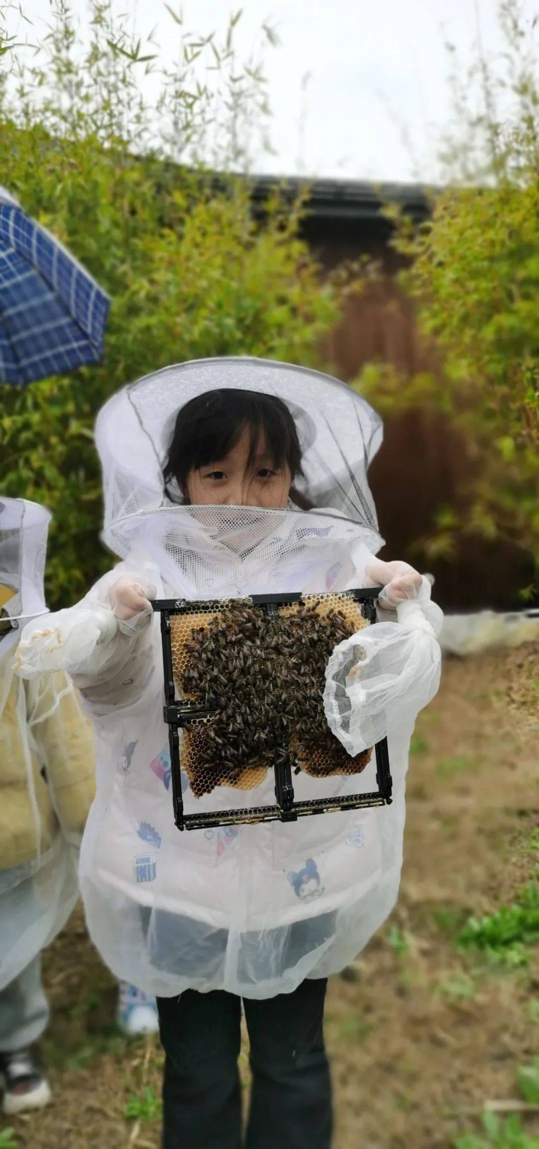 小童搞野蜂蜜图片