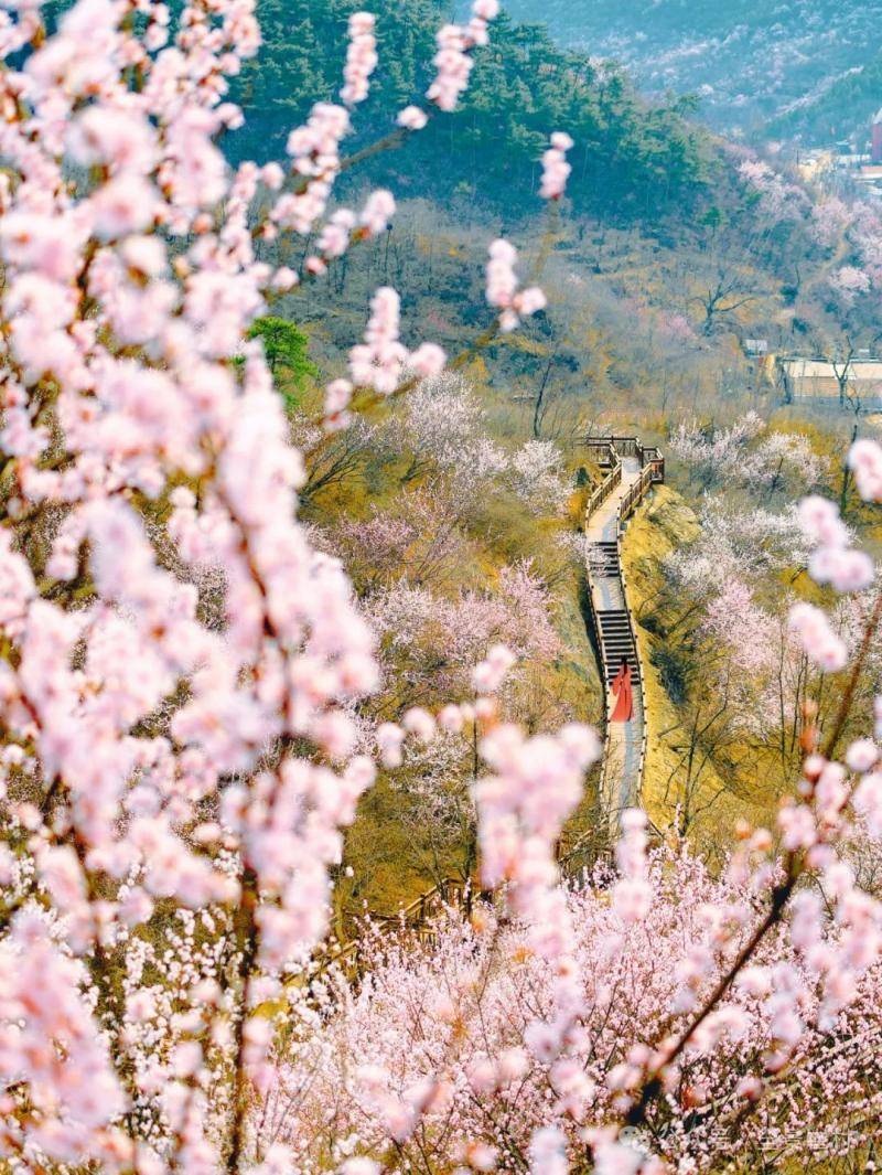 桃花峪里桃花红图片