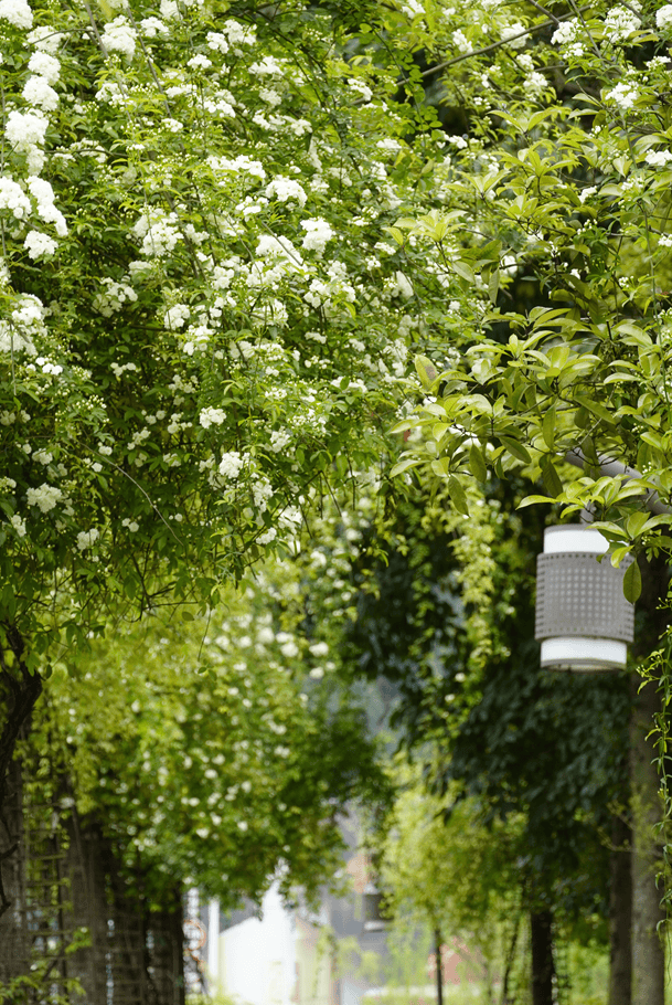 遂宁『七里香』打卡宝地,在这里→_瀑布_香花_枝条