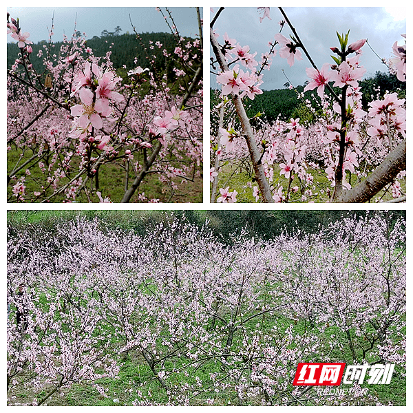 连日来,双牌县推广种植的近2000亩高山黄桃次第花开,吸引不少游客前来