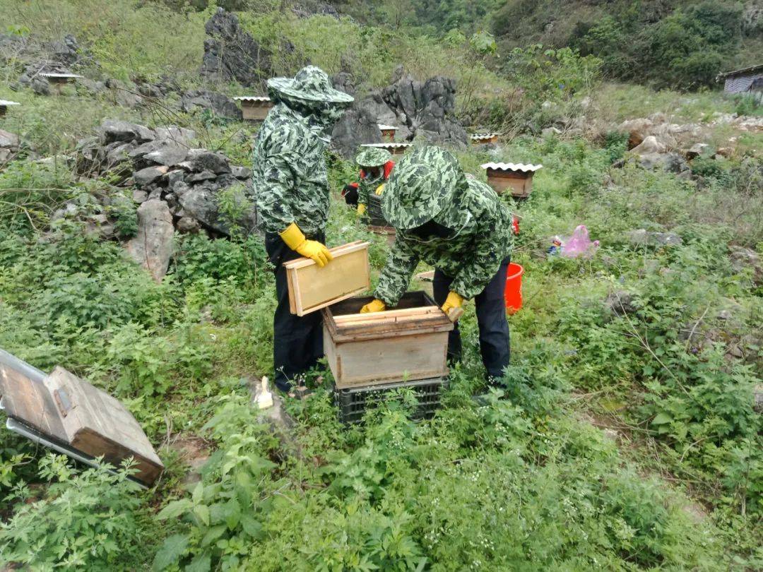 加益村:春暖花开"蜂"景正好_养殖_蜜蜂采蜜_蜂群