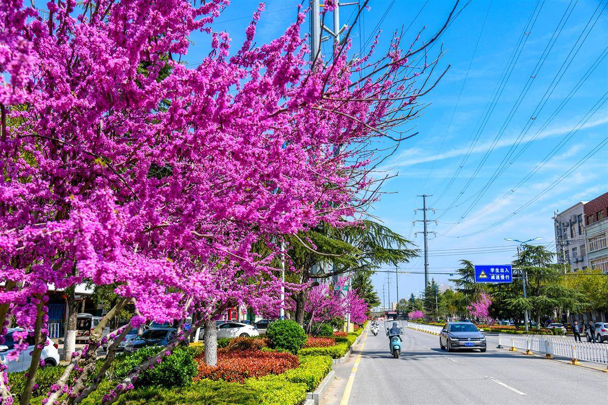 紫荆花盛放市民尽享春日美景