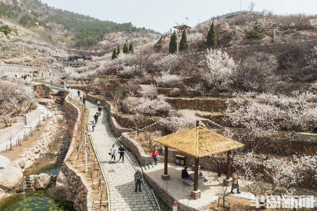 第二届青岛樱桃花节今日启幕来北宅探索春日小确幸