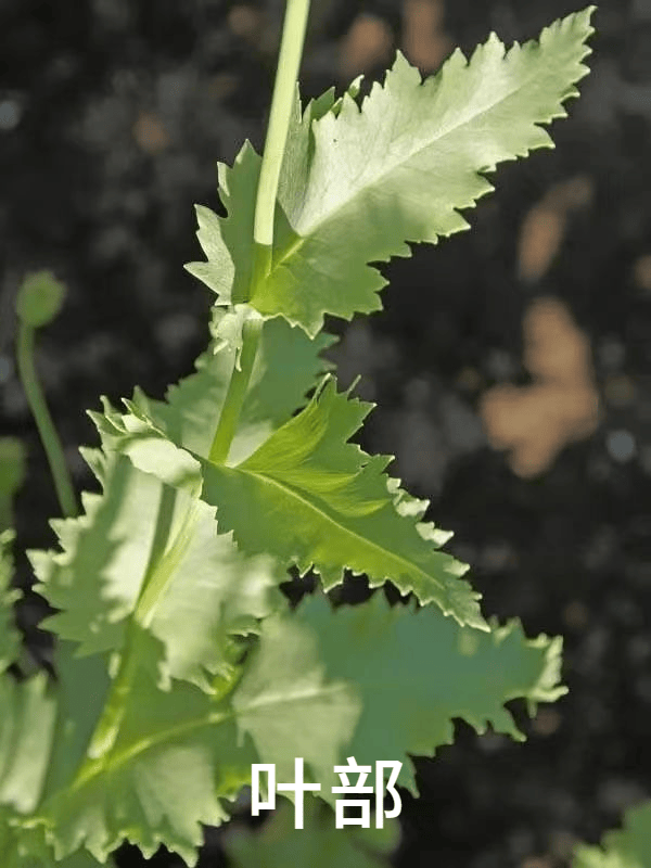 罂粟菜图片