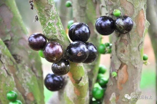 密集恐惧症慎入但这确实是颠覆你认知的水果绝对阳台可种植