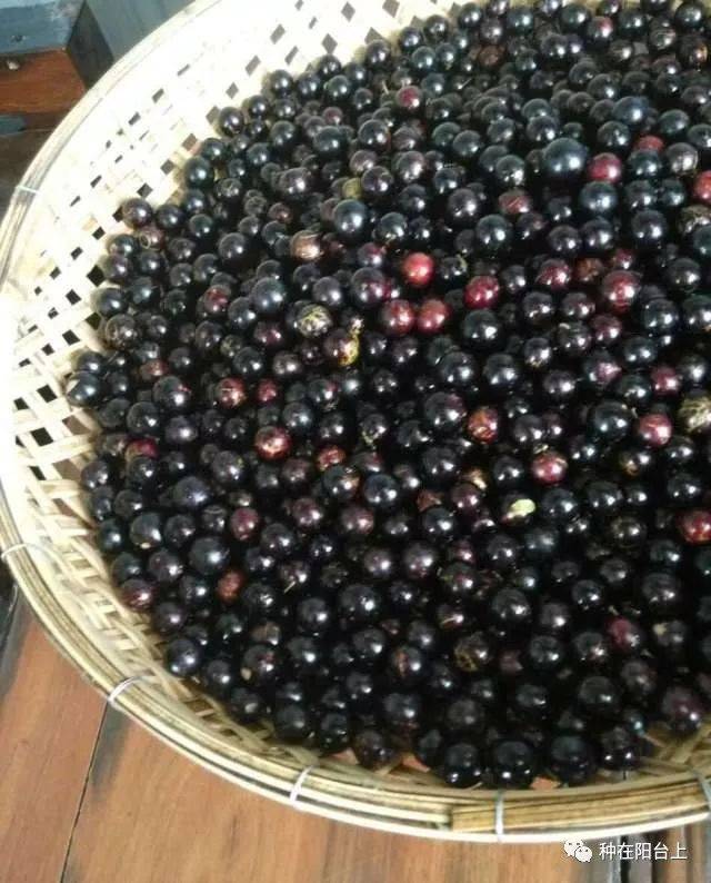 嘉宝_繁殖_结果