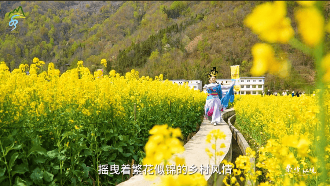 春满田园旬阳水泉坪油菜花季系列活动即将开启