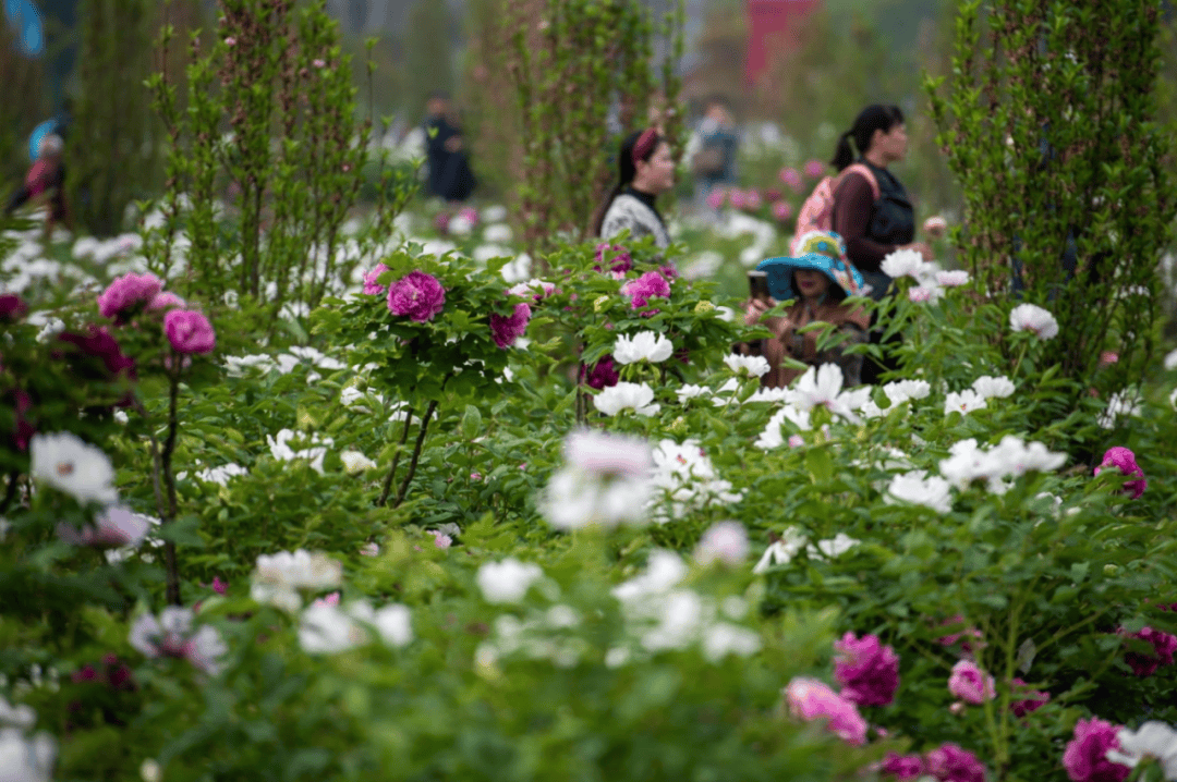 临沂牡丹基地图片