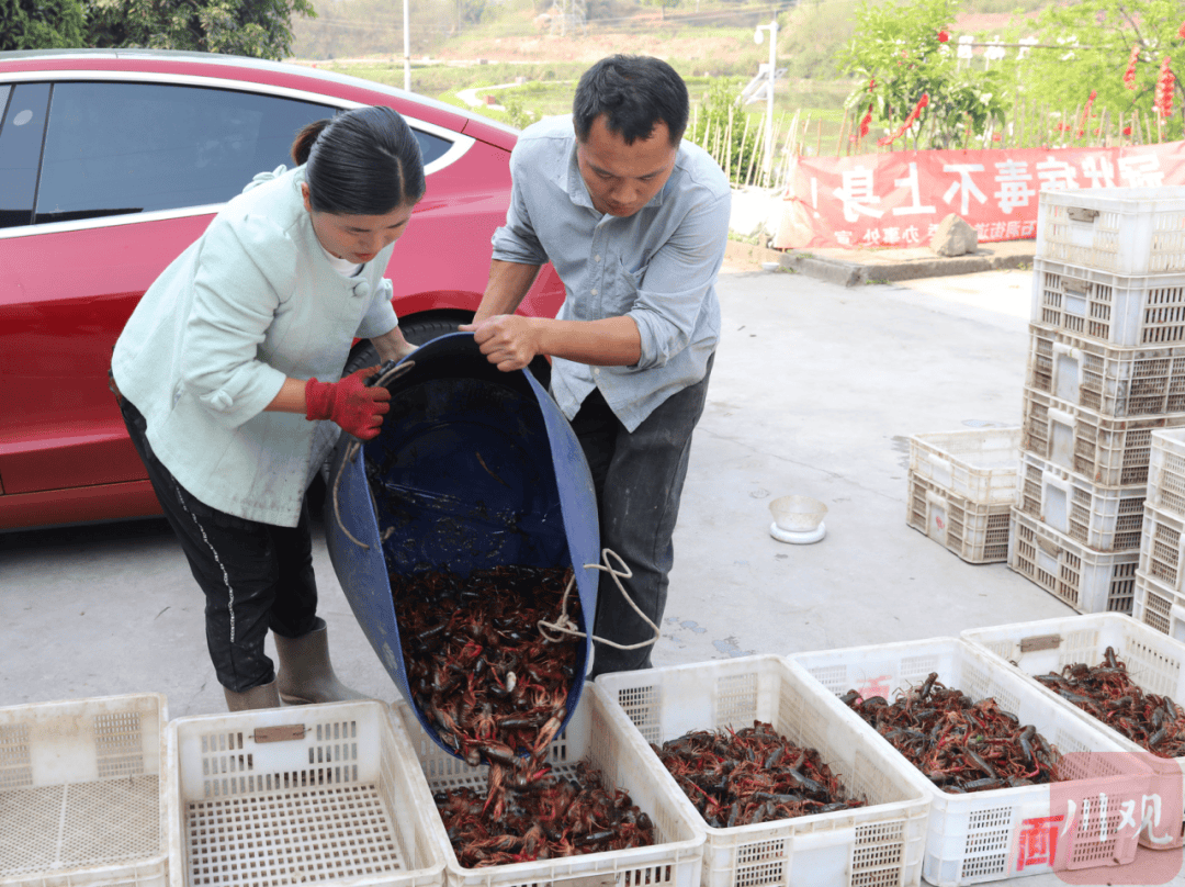 专稿|稻虾"配cp" 泸州龙马潭区一田两用一水双收_郭昌_龙虾_共养