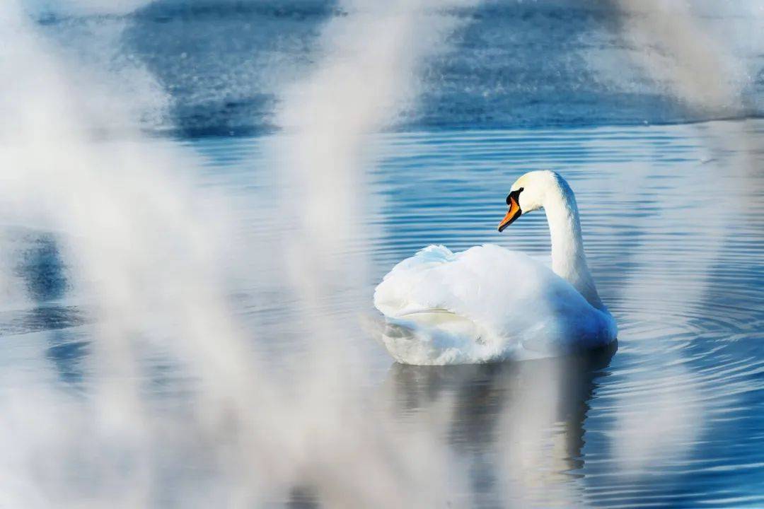 首届苏韵伊情伊宁县天鹅泉全国摄影展入展作品欣赏