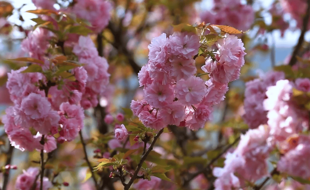 蔷薇,樱花开满园,这个周末去这里→_粉色_开州_漫山遍野