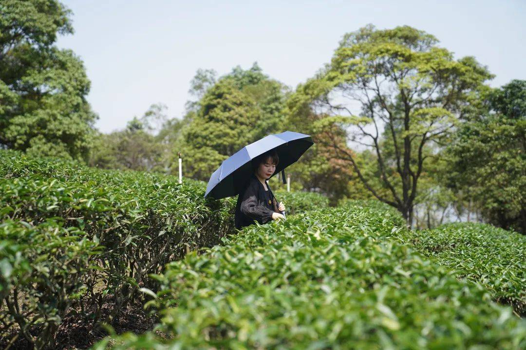 每一帧都是壁纸跟采茶姑娘到绿美厚街踏青