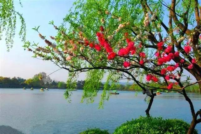 百花盛开春色满园