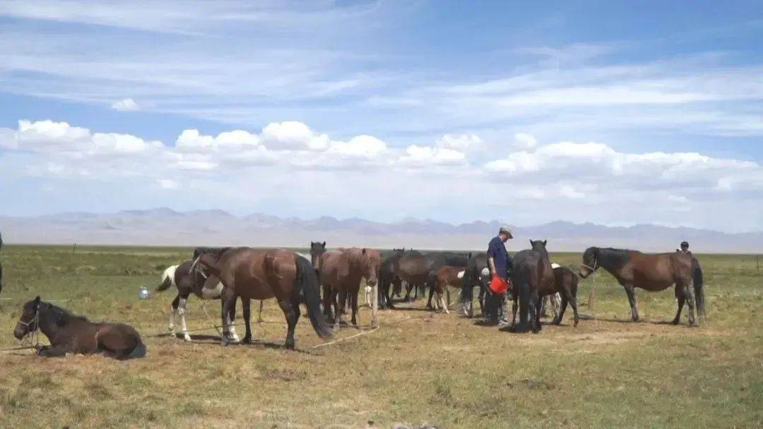 扩大项目投入,重点实施万只羊场,哈尔腾有机牧场,阿伊纳乡"阿克塞马"