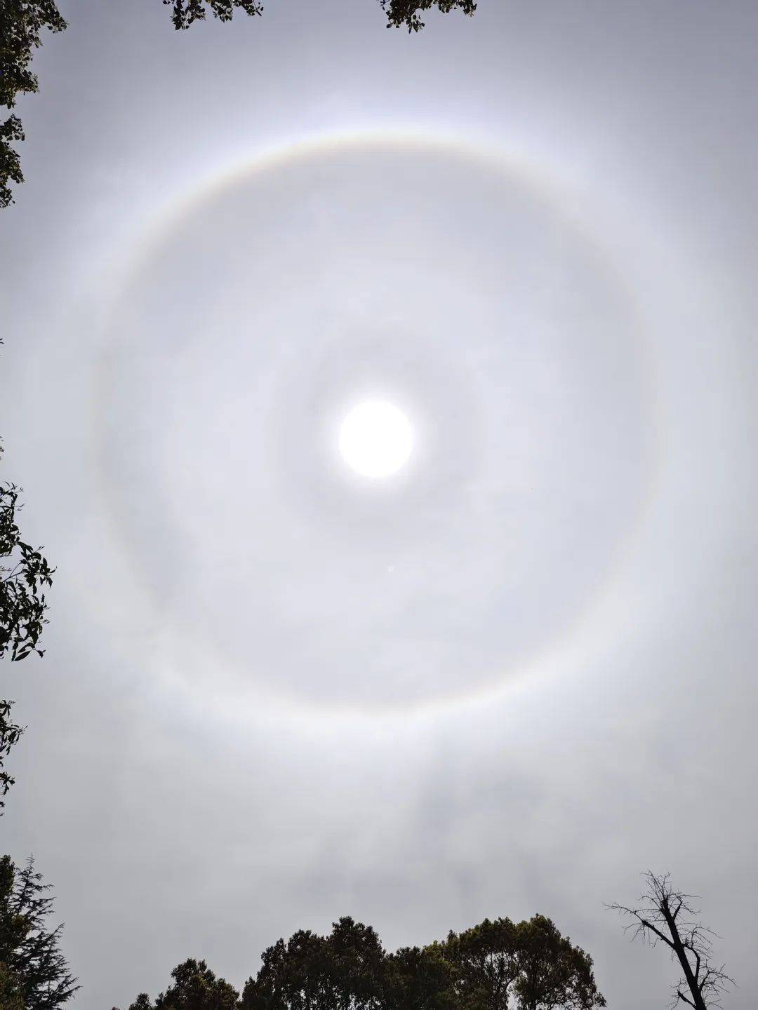 今天申城天空出现美丽日晕,你看到了吗?_小布_冰晶_网友