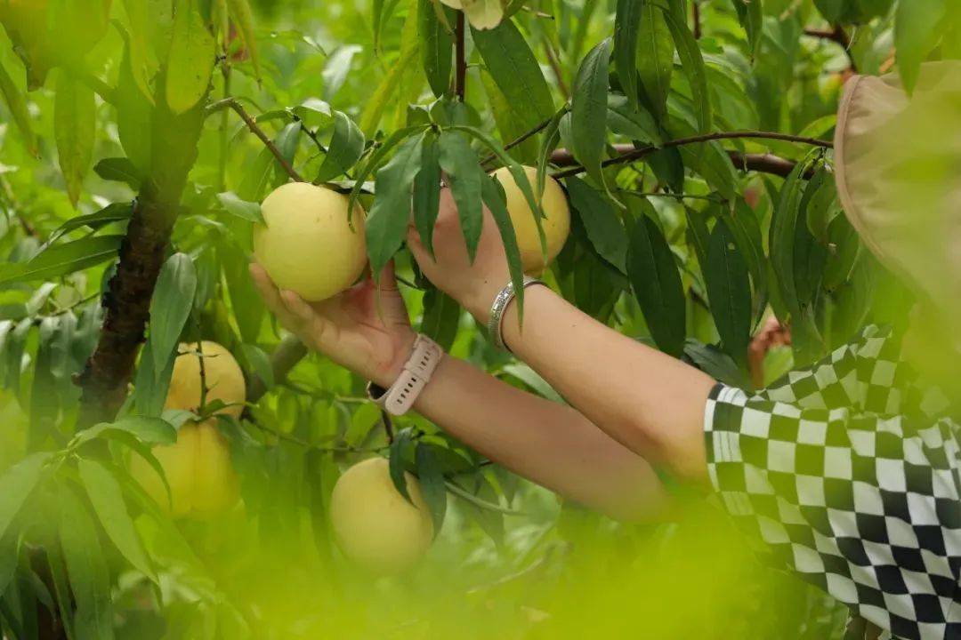 堰头村_冬桃_桃子