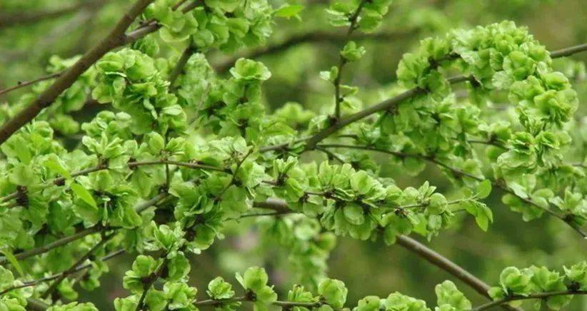 价格不便宜!已在濮阳上市,很多人都爱._榆钱_榆树_时候