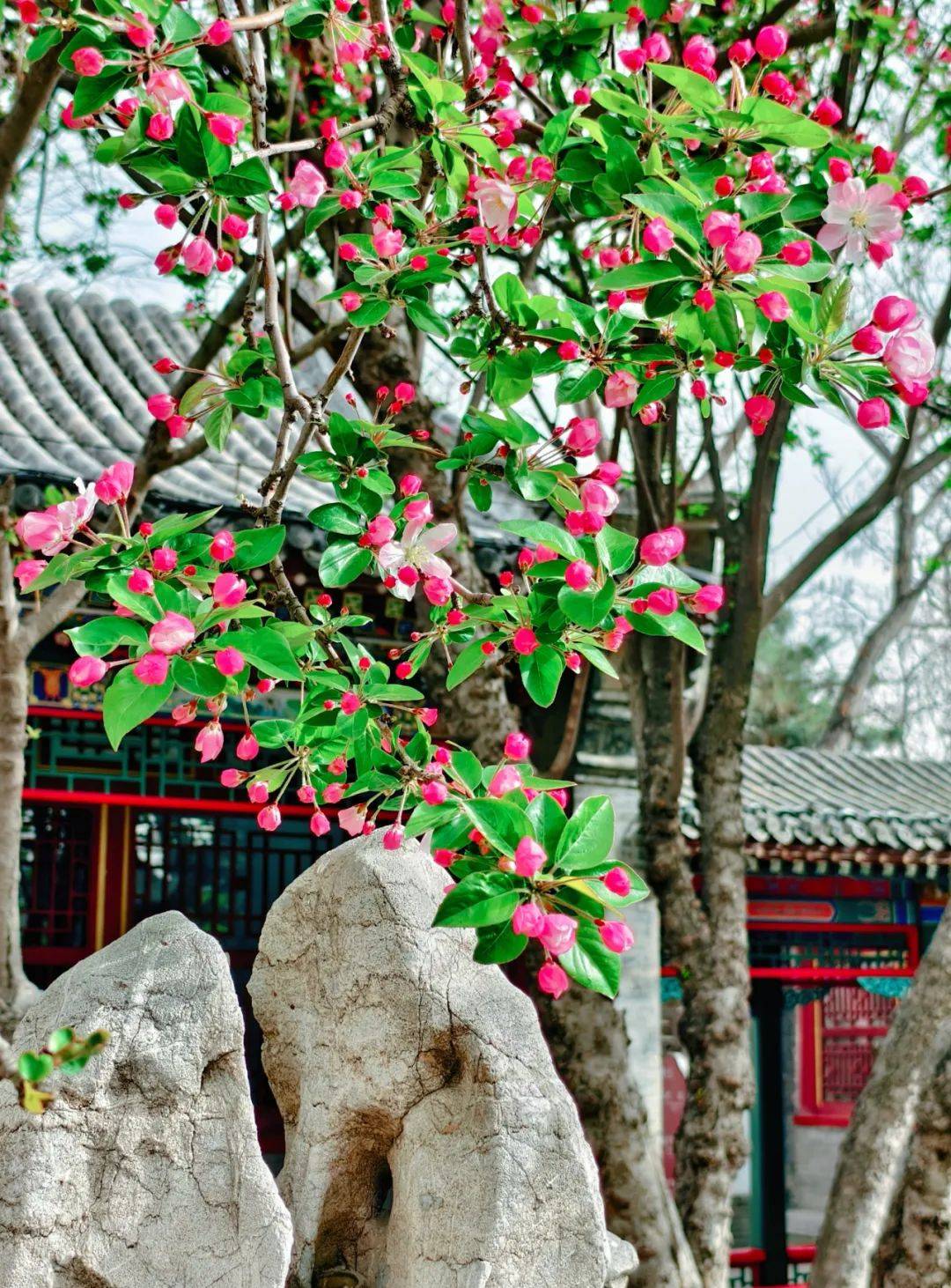 现场直拍荣国府的西府海棠开了