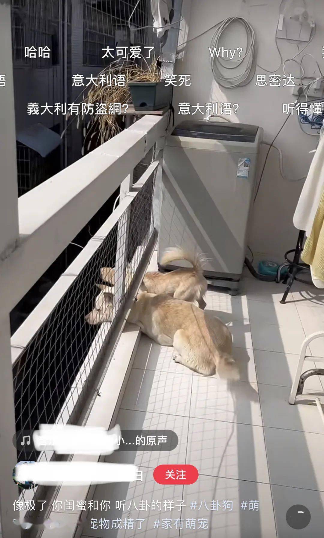 然后我往群里一甩,让大家都欣赏下可爱狗崽.