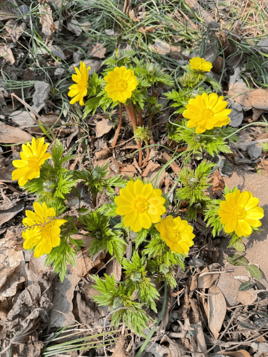 辽吉侧金盏花又名冰凌花,产地在东北和朝鲜,一般生长在1000米海拔的