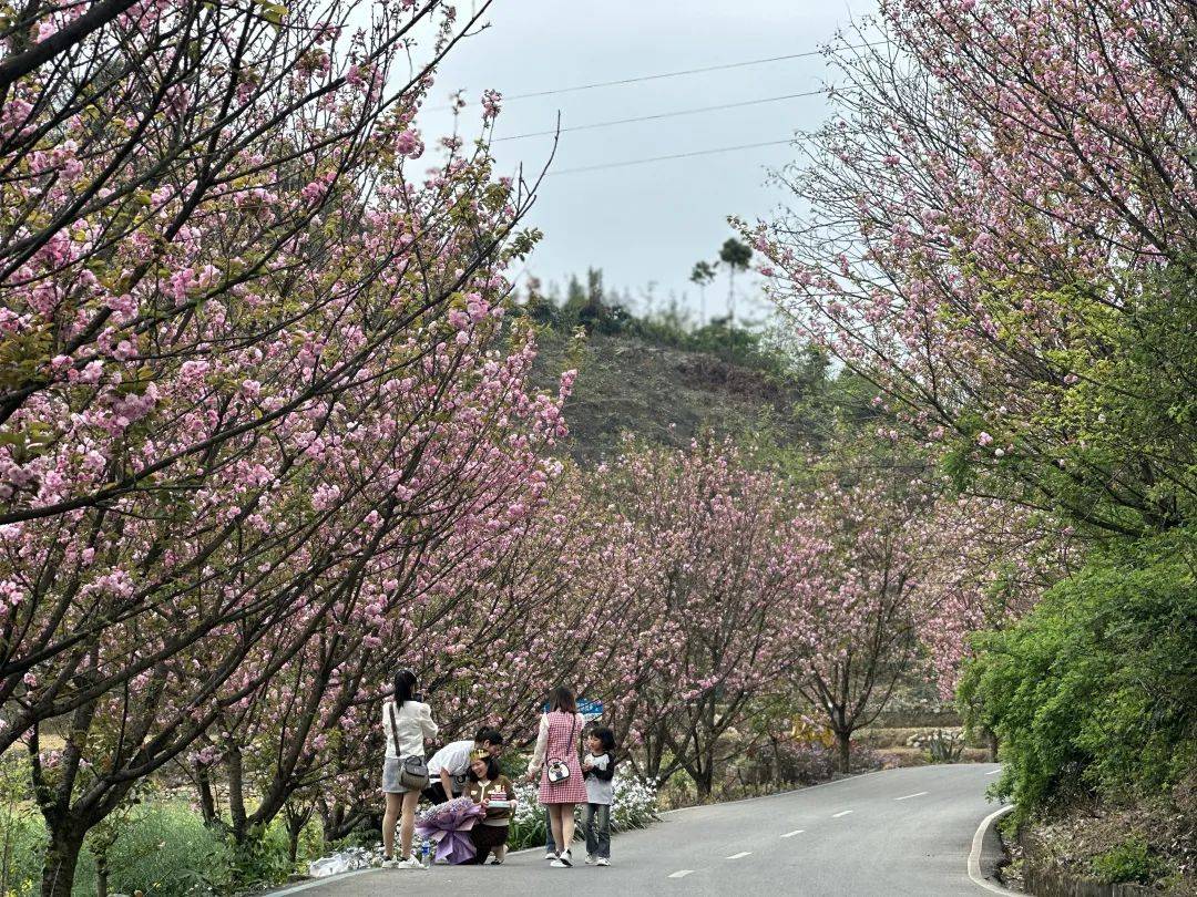 沙湾万亩樱花园盛放迎客→