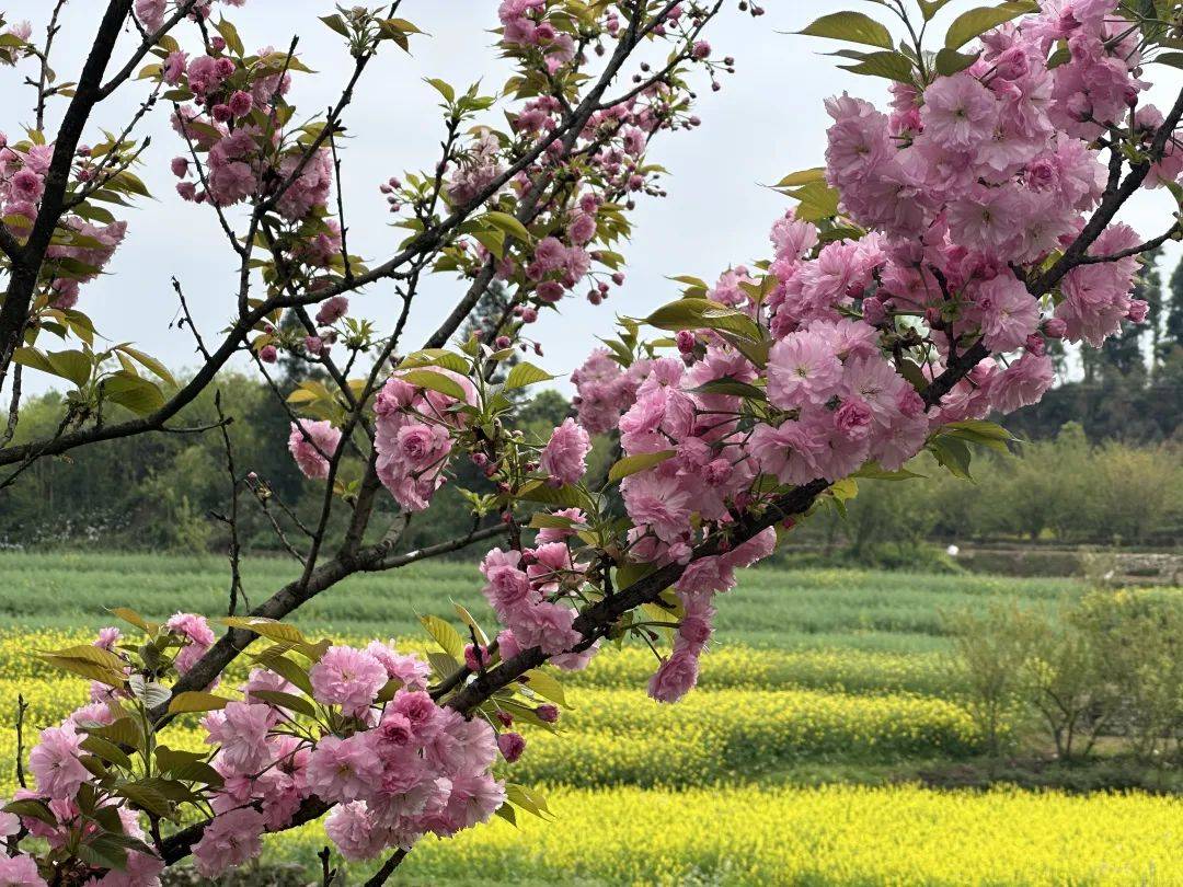 沙湾双山樱花基地图片