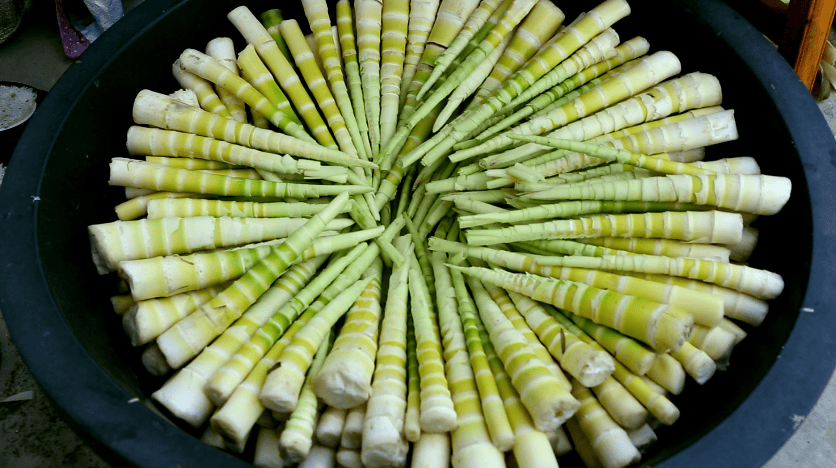 大关:百万亩筇竹 迎来竹笋丰收季