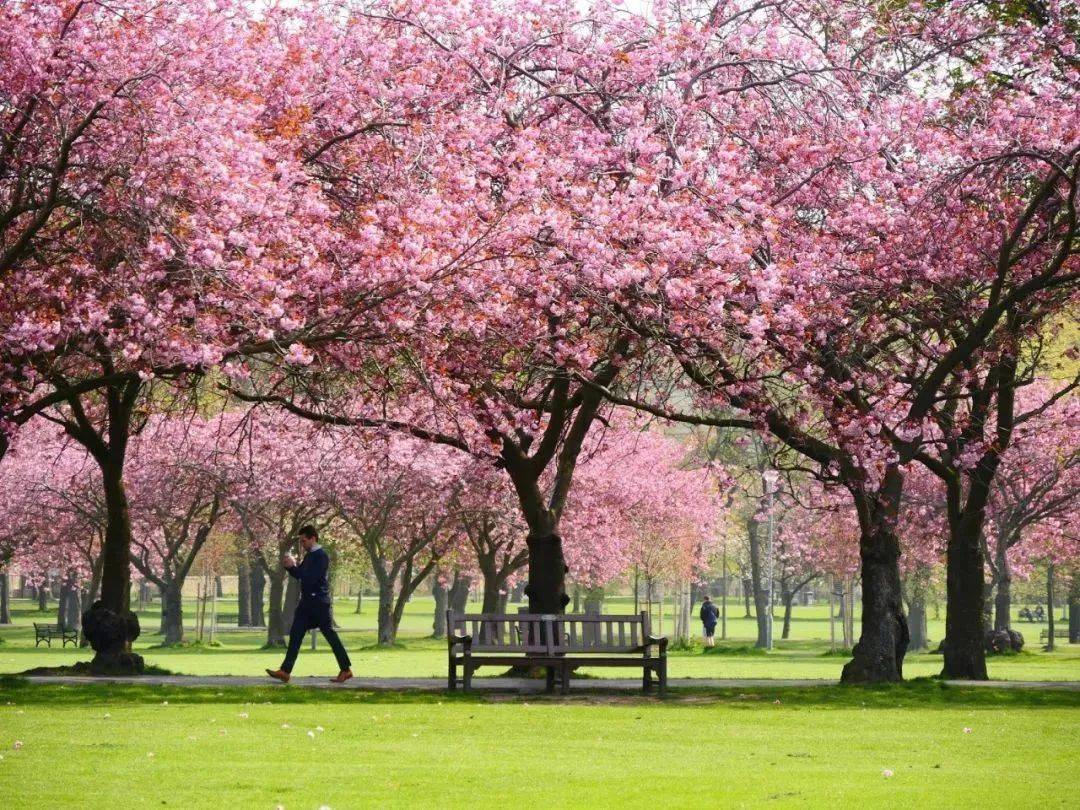 英国樱花季最全英国赏樱地打卡指南来了