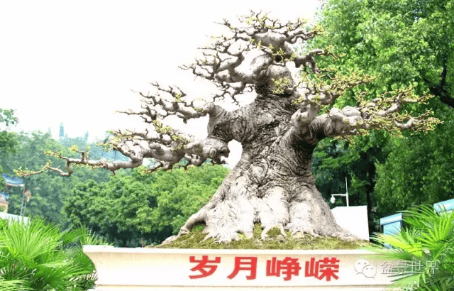 128万成交这盆价值百万的盆景是怎样炼成的