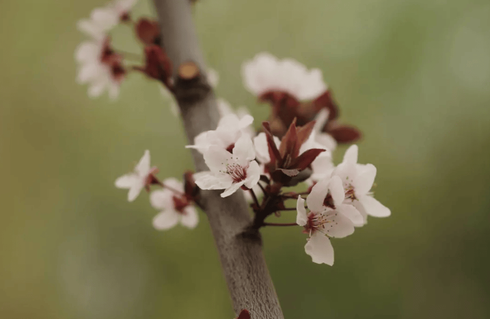 桃李杏梅图片