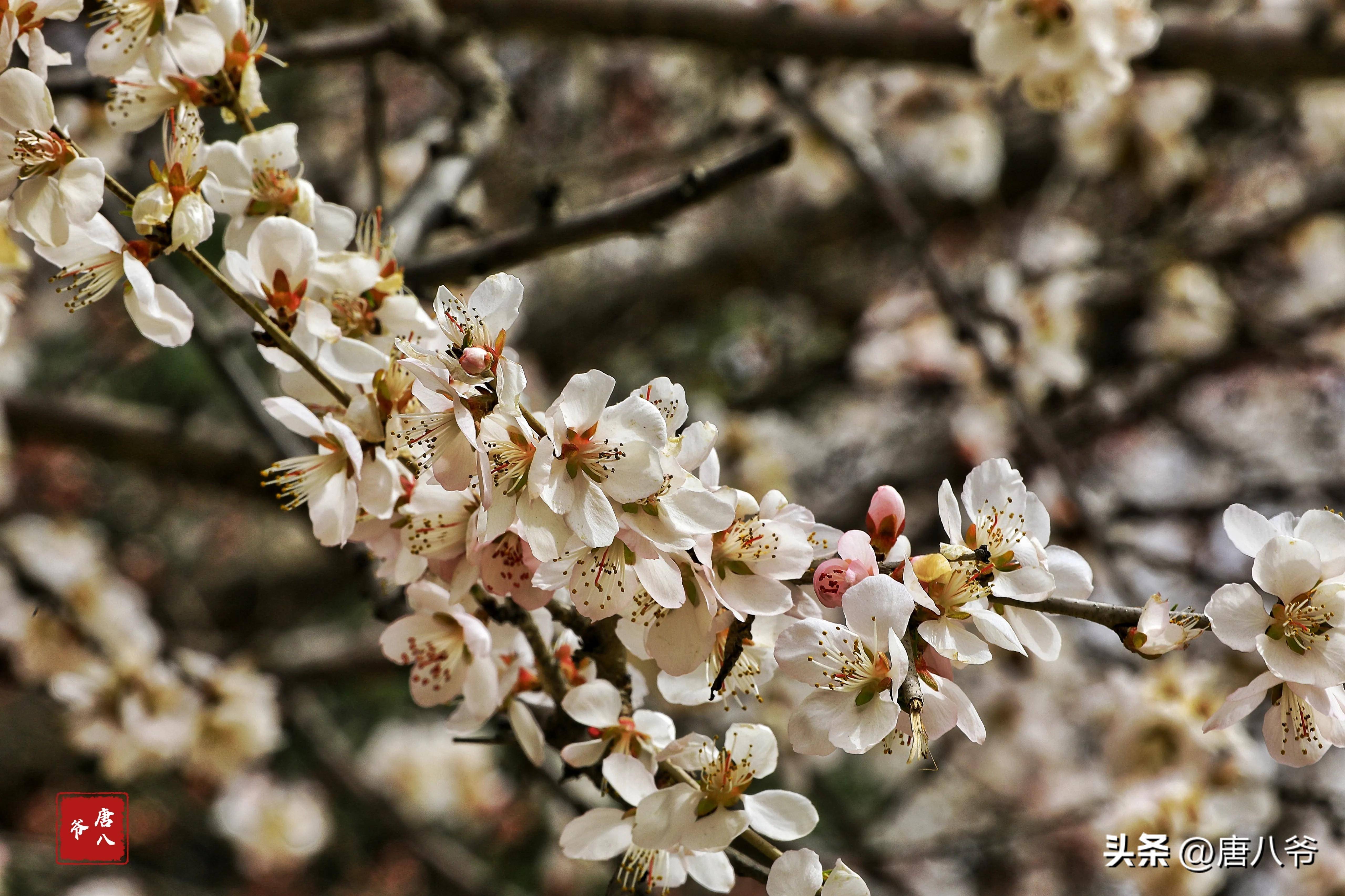 春风拂面,桃李含笑,春天盛开的山桃花,宛如一个个小精灵