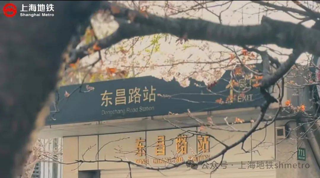 一起感受春光2号线东昌路站外樱花绽放一出站就能拍到