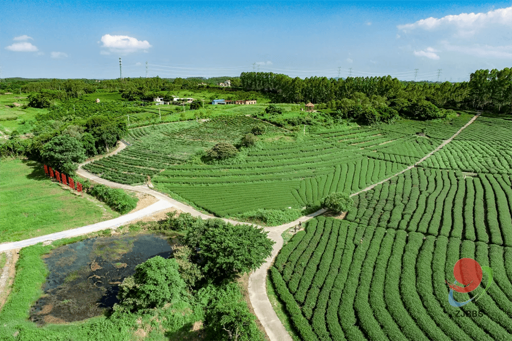 上春山采春茶约你来广东徐闻湛江见一面