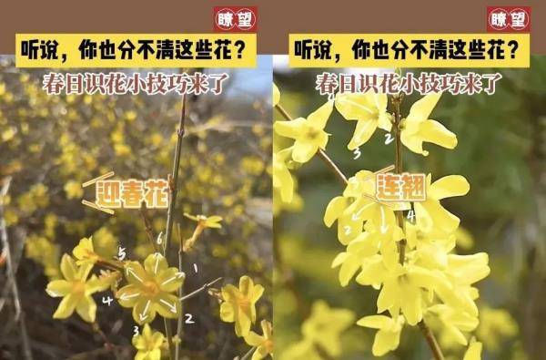 桃花、樱花、杏花…到底怎么区别呢？