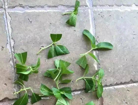 4月赶快扦插这5种花,掐个枝条就能活!