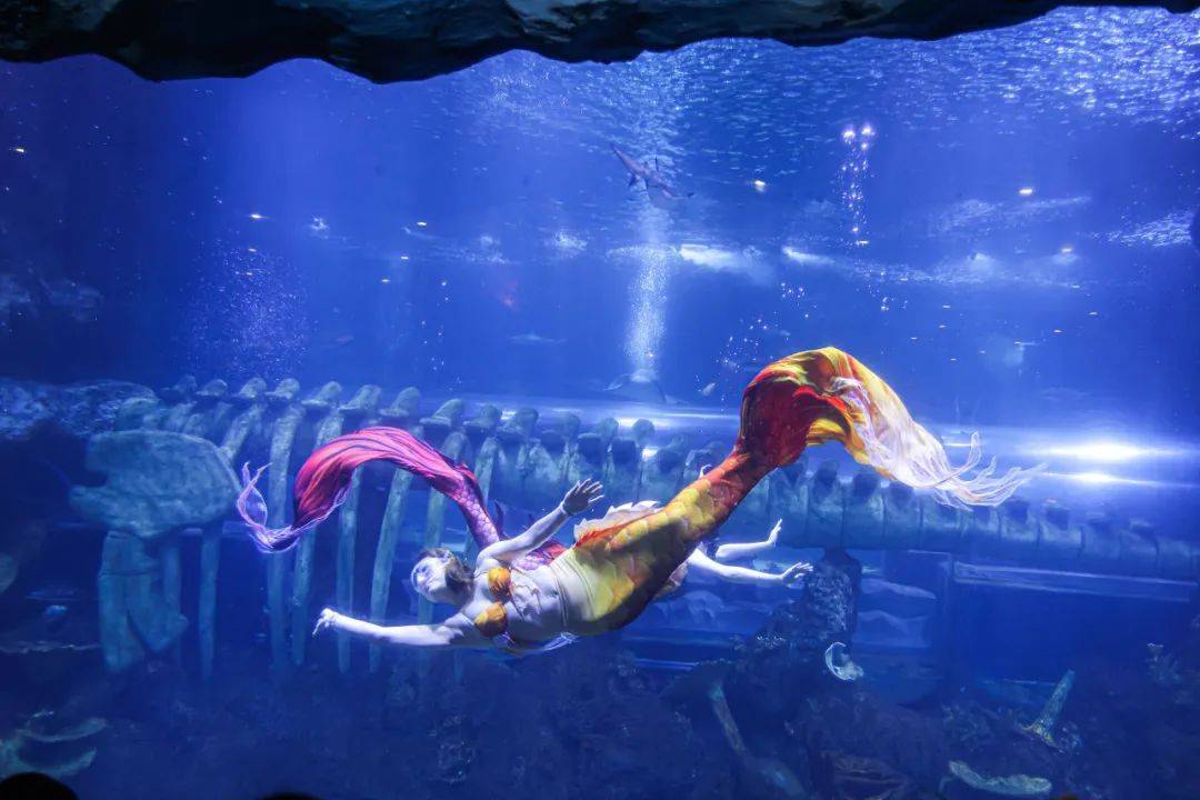 人鱼公主拍打着鱼尾,轻划水波上演一场瑰丽无比的人鱼传说黄金鲹水下