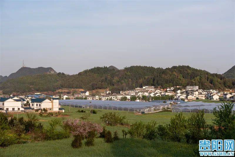 大冲村."我们还要来贵州,下次来还住知林居.