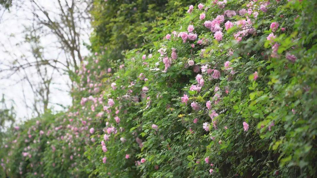 浪漫蔷薇园花开满园