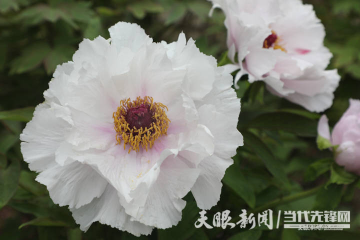 花海春色绥阳县天香贵州牡丹园开园迎客