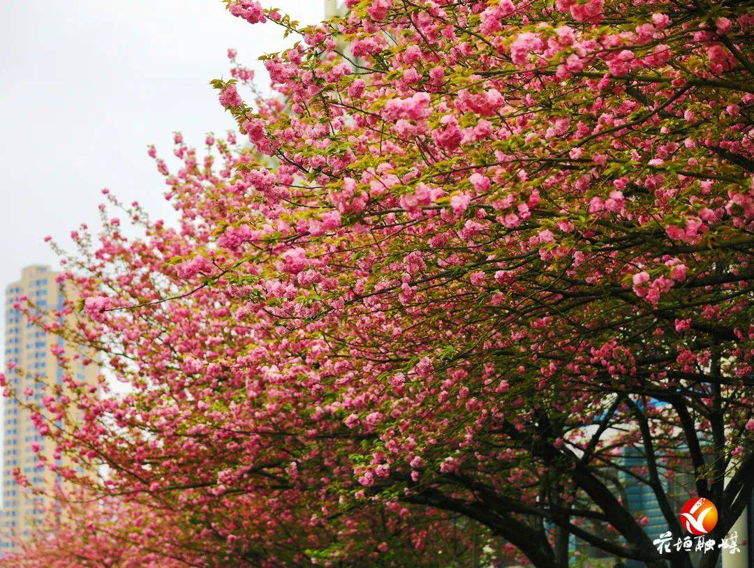春日限定花垣城区樱花盛放